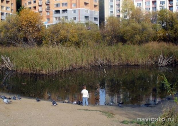 Утиные проблемы