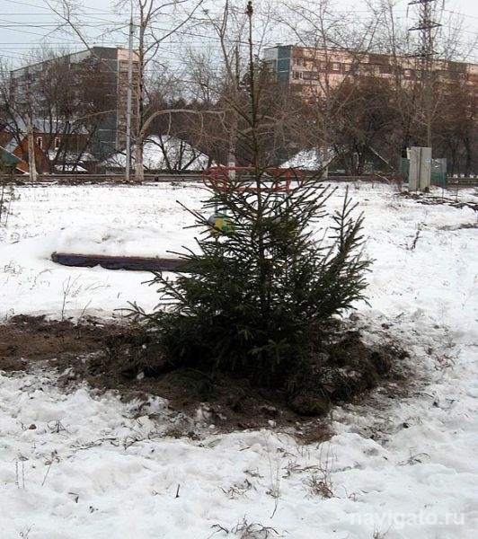 Пока деревья спят (фото)