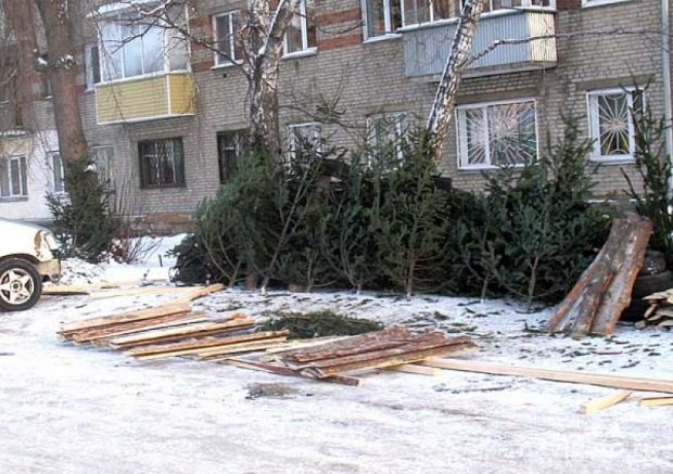 Стоит на рынке елочка (фото)