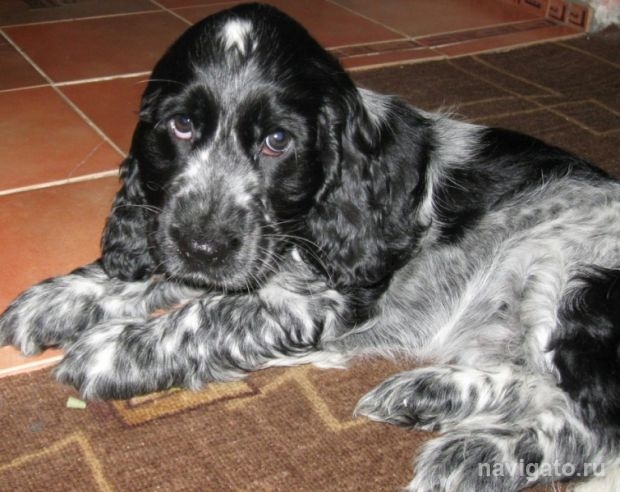 И снова о домашних любимцах