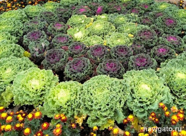 19 миллионов на цветы