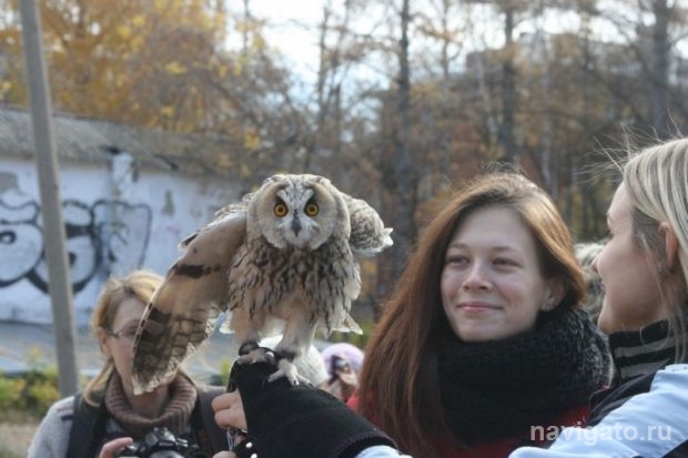 День Совы