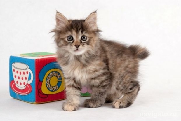 Кошачий Хэллоуин