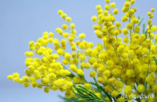 С праздником 8 Марта!