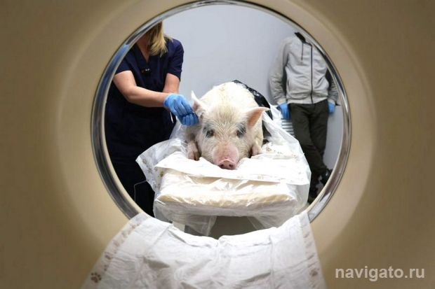 Что внутри у мини-пига