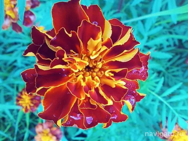 Цветы к 9 Мая