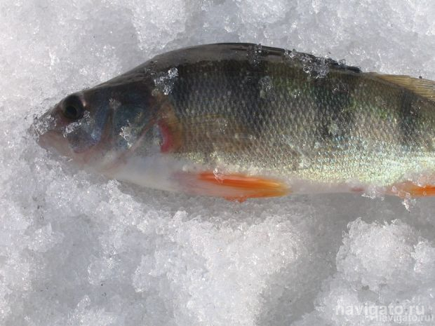 Фестиваль зимней рыбалки