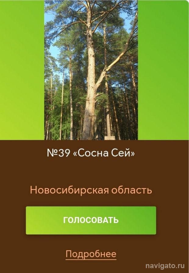 Голосуйте за бердскую сосну!