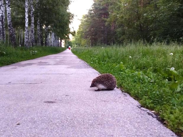Академгородок: в гармонии с природой
