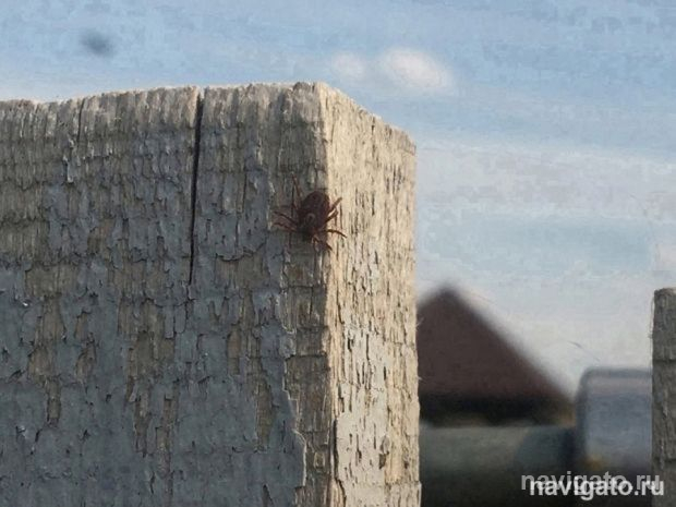 Клещей меньше не стало