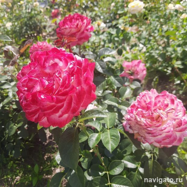 Конкурс на лучшую клумбу