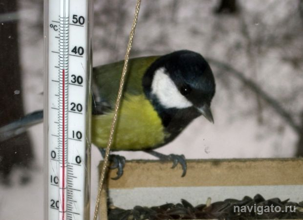 Морозы: можно в школу не ходить?