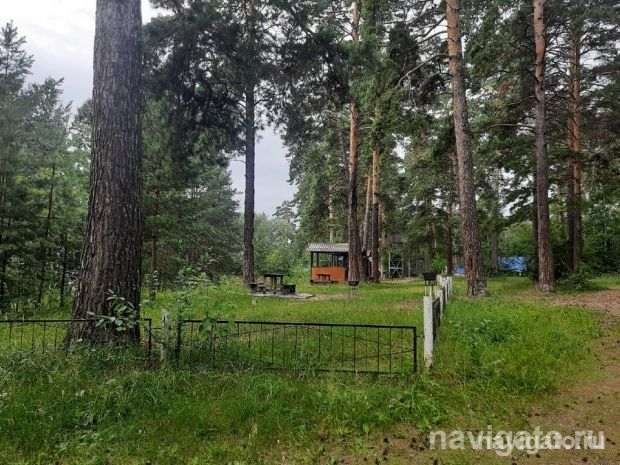 Нападение бродячих собак