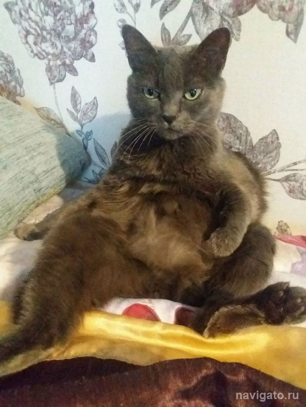 Наши смешные питомцы