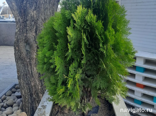 О деревьях в городе