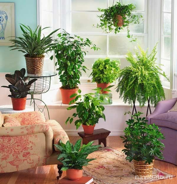 О комнатных растениях