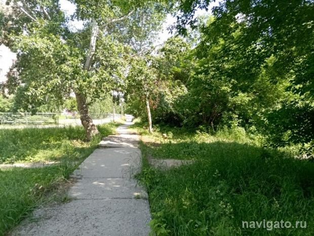 О сносе и обрезке деревьев