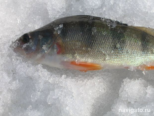 Ограничения на рыбалку