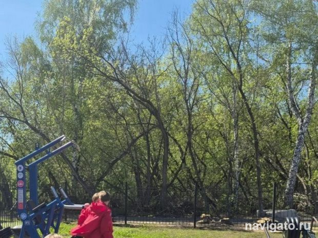 По аварийным деревьям