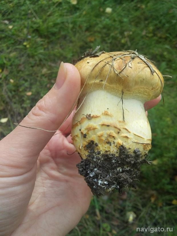 По грибы да ягоды