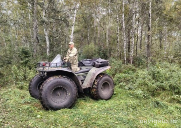 По лесу бродят медведи