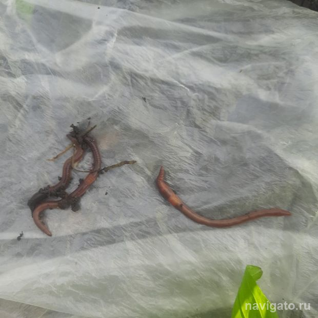 Премия имени Коптюга