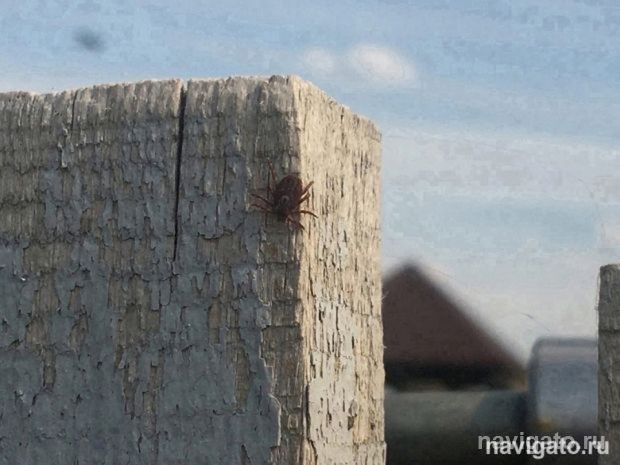 Пункты серопрофилактики