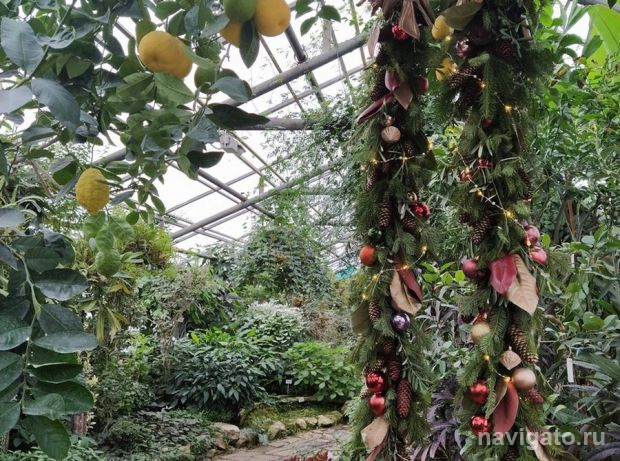 Растения Нового года