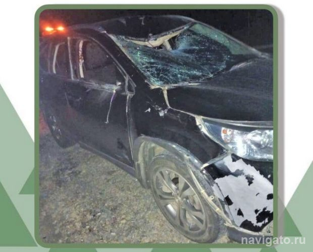 Сбили лося и косулю