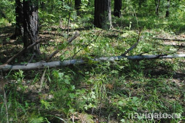 Смертельное жало шершней