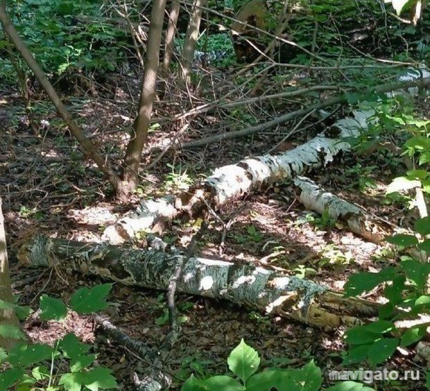 В городе создадут лесхоз