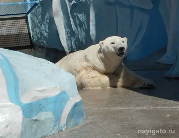 В зоопарк – бесплатно