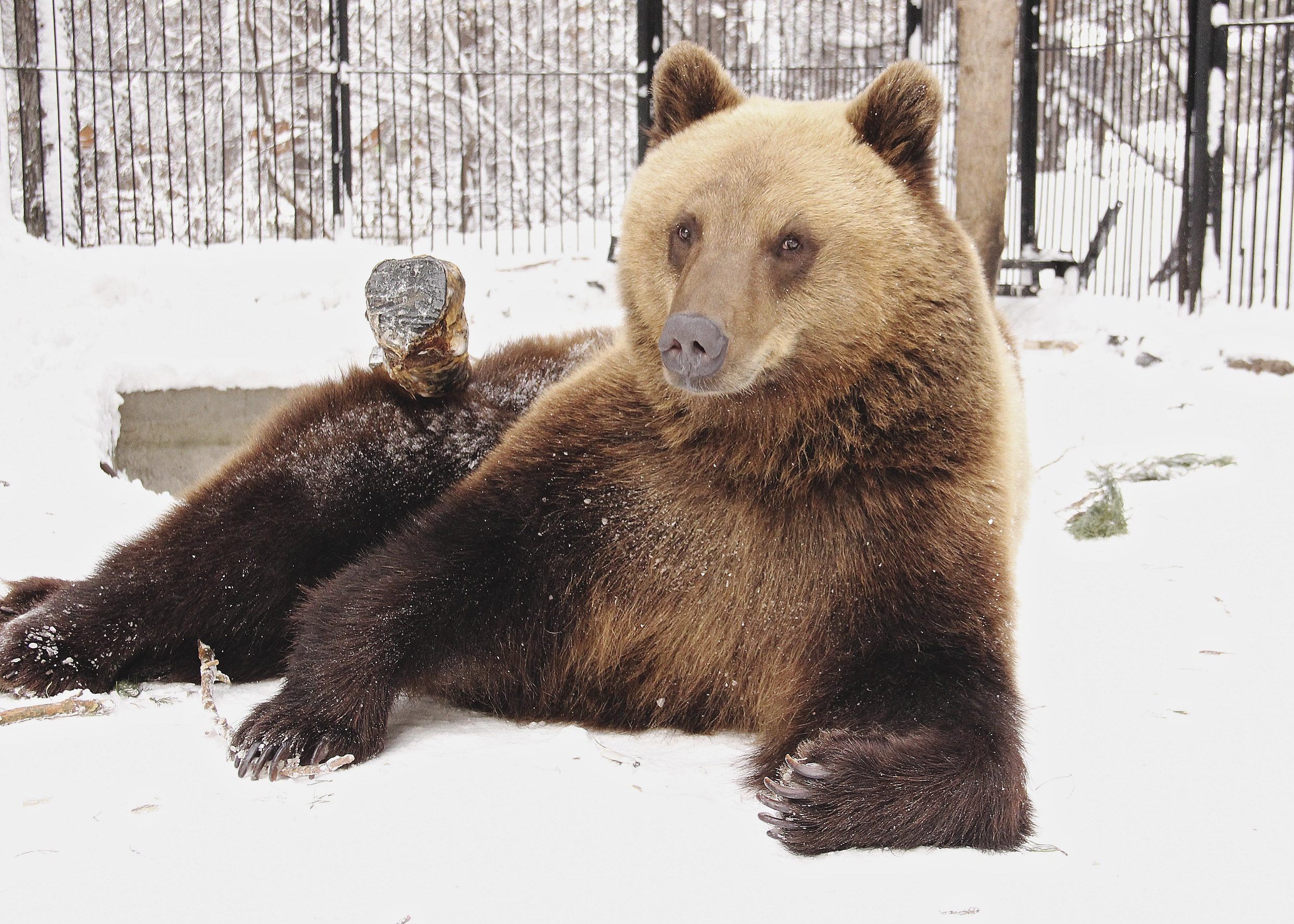 Животные из новосибирского зоопарка