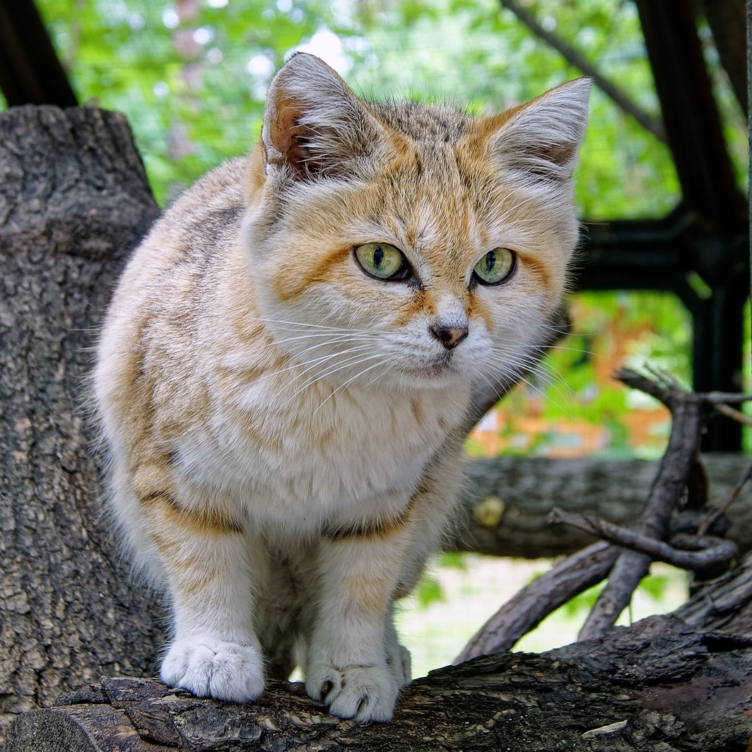 Барханный кот зоопарк Новосибирск
