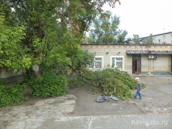 Сломавшийся клен вывезли с опозданием