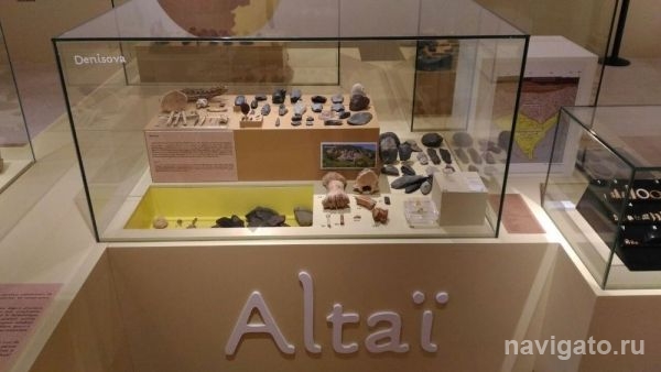 Во Франции показывают находки сибирских археологов