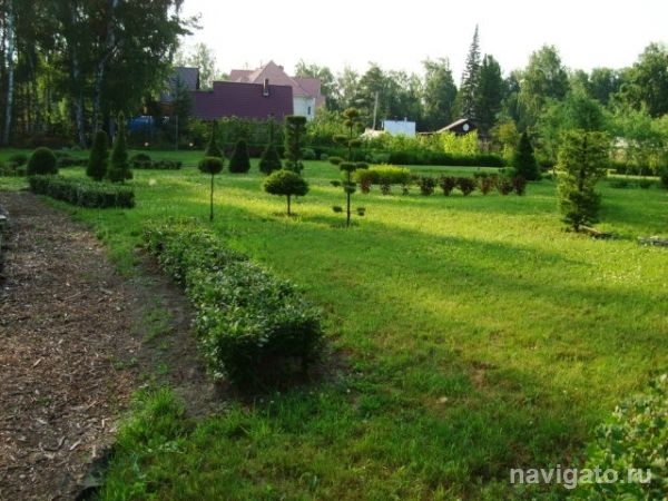 В ботсаду открыли выставку деревьев с красивой стрижкой