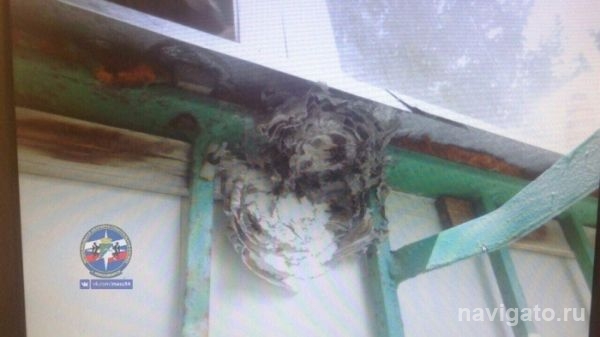 Спасатели вынесли с балкона в Академгородке гнездо опасных насекомых