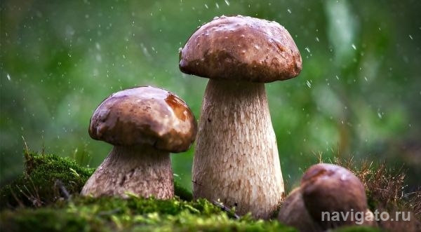 Синоптики дали неутешительный прогноз на ближайшую неделю