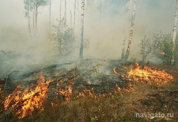 В пожарах люди виноваты сами