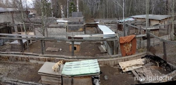 В приюте для собак разломали старые вольеры