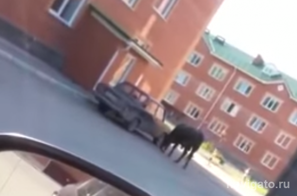 Бык атаковал автомобиль во дворе дома в Бердске