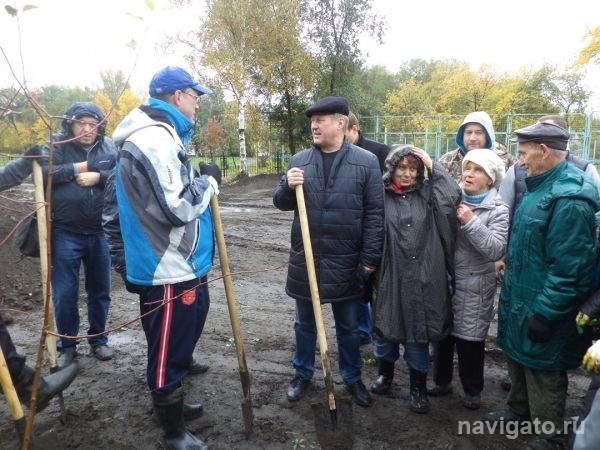 Локоть высадил яблони под дождем