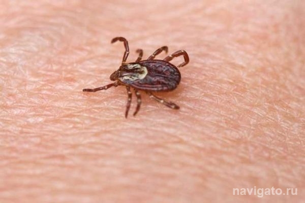 Девять жителей Советского района заболели клещевым энцефалитом