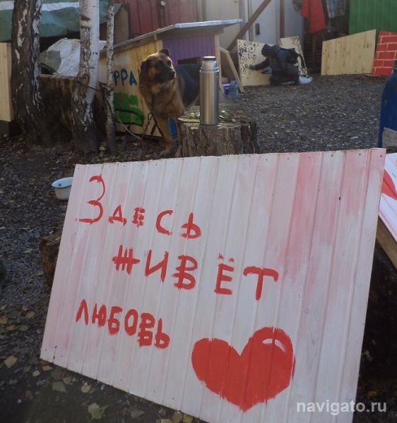 Воспитанники «Бембикса» разрисовали новые будки в приюте для бездомных собак