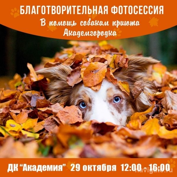Фотосессия в помощь приюту Академгородка проводится в Советском районе