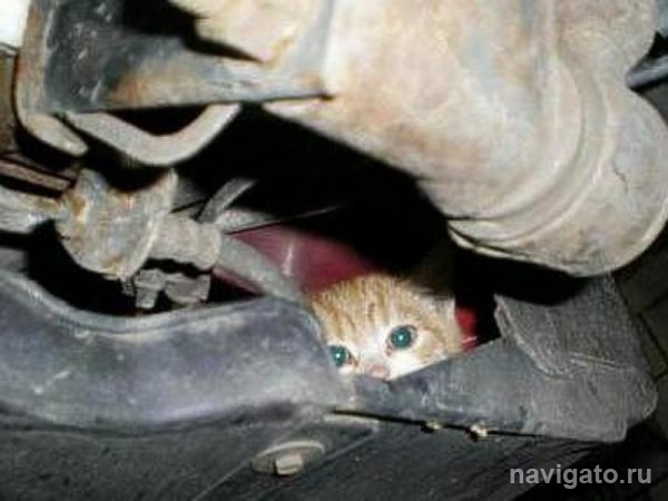 Проверь капот, вдруг там кошка