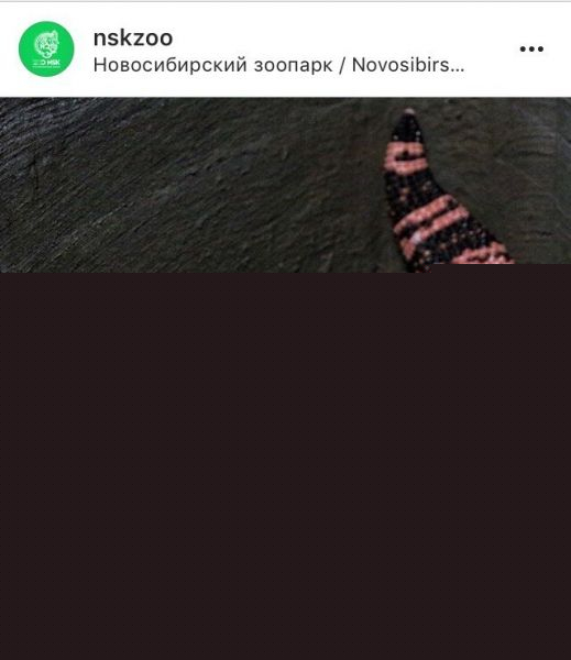 Такая опасная, но очень красивая ящерица поселилась в Новосибирском зоопарке