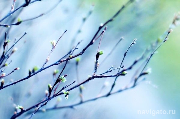 В Новосибирск возвращается плюс