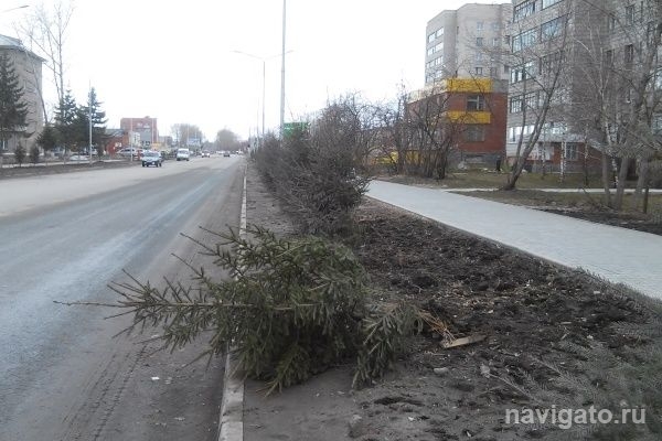 Ураган уничтожил в Бердске 10 елок